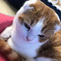 ハヤテ
