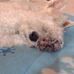 む     らくんのトーク