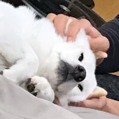3歩散歩。