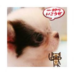 チワワン達とNMB48