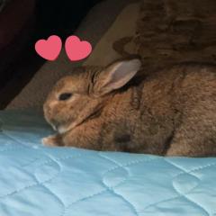 🐥もふもふ🐥