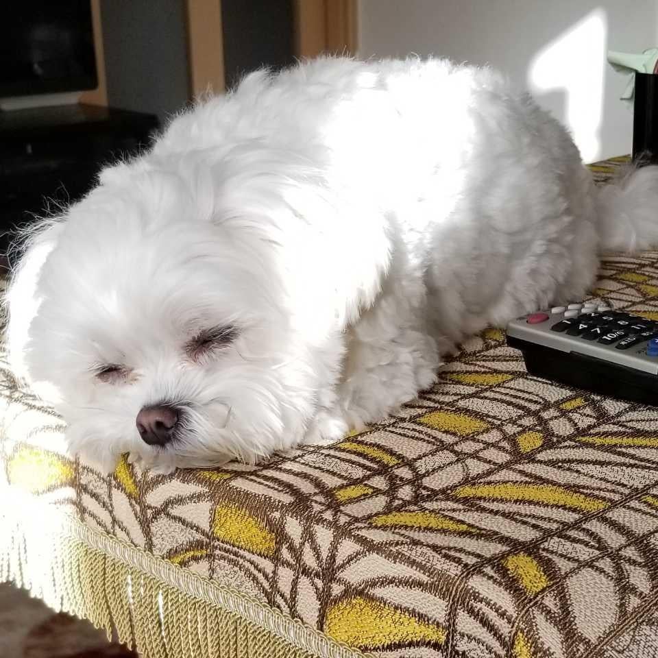 つーくん@怜音推し🐶