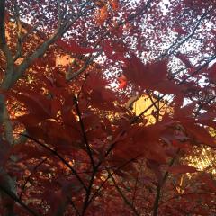 ぽんちゃん先輩