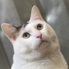 ミユカルのなにか