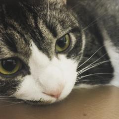 セノールのトーク