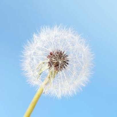 Dandelion