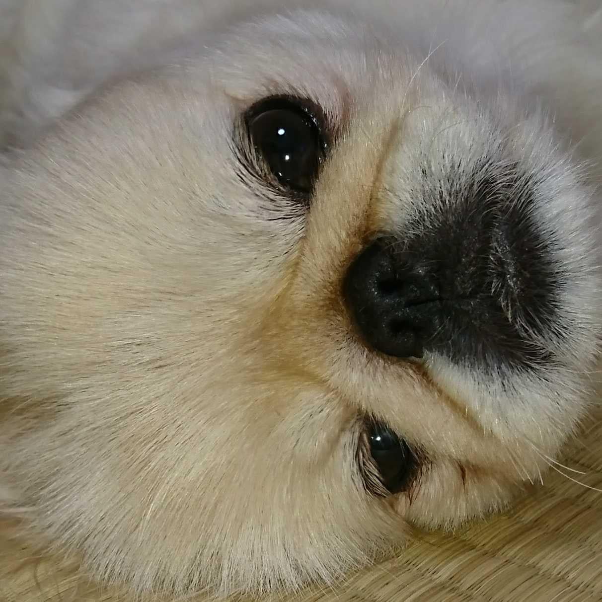 いせやんのトーク