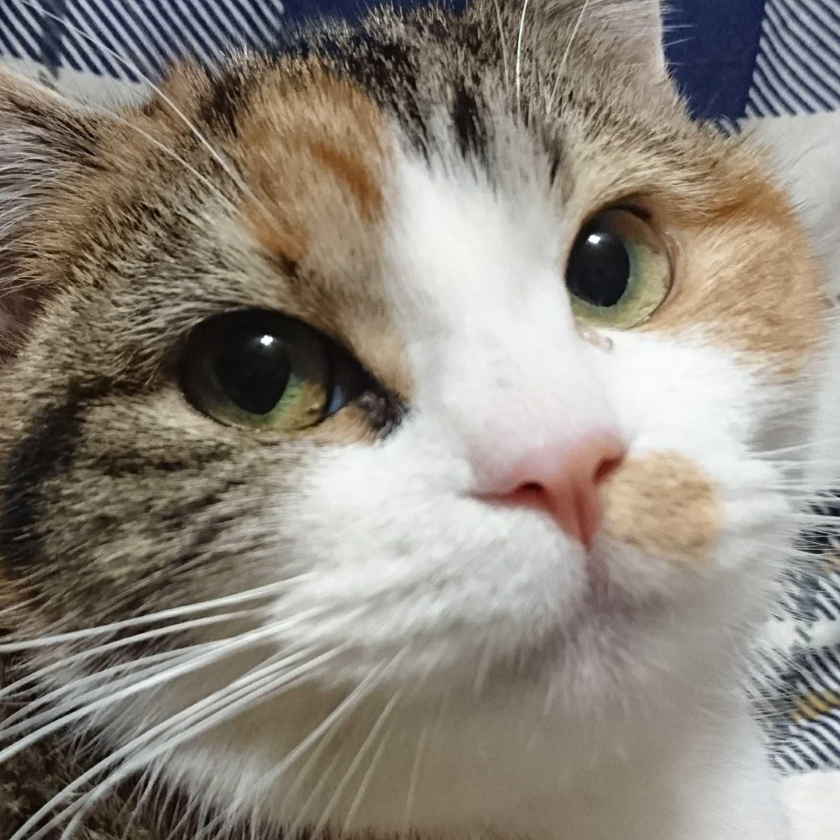るっち