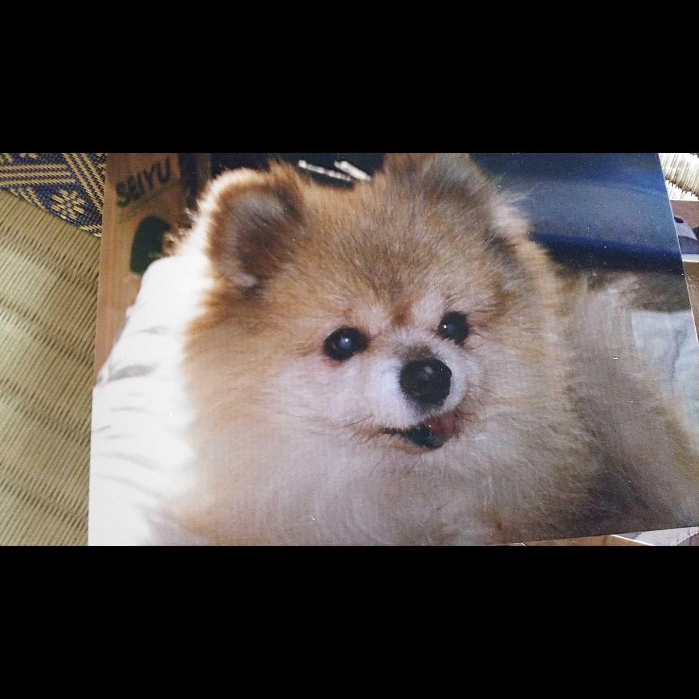 ぽくれんぱさらん