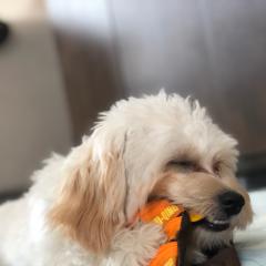 🥐