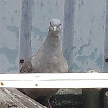 の