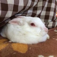 だいき◢🌾👑🐃
