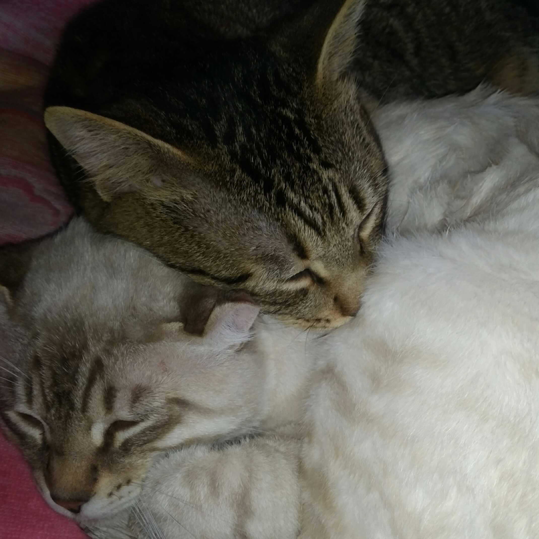 😻ベジ😻キジ😻の猫カフェ✴🌸出🌸張🌸所🌸✴