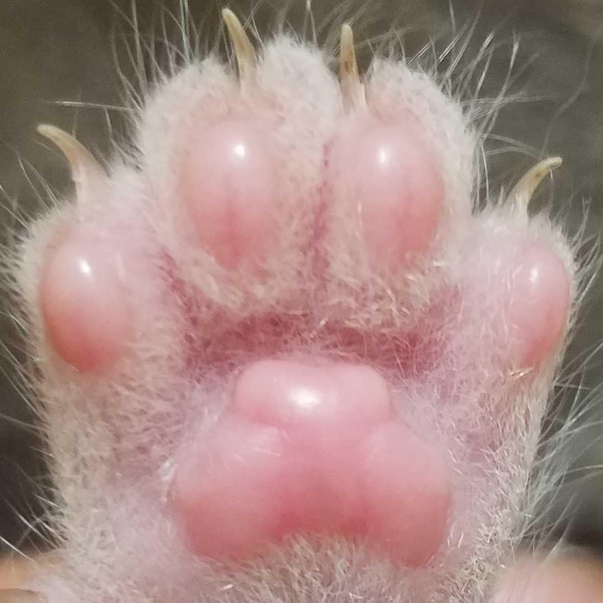 動物好きこの指停まれ❗