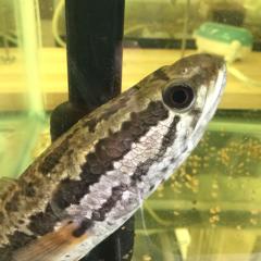 雷魚マン