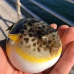 けいた