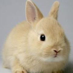 うかれうさぎ