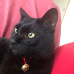 よろしくお願いします