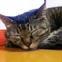 パンちゃんのパパ