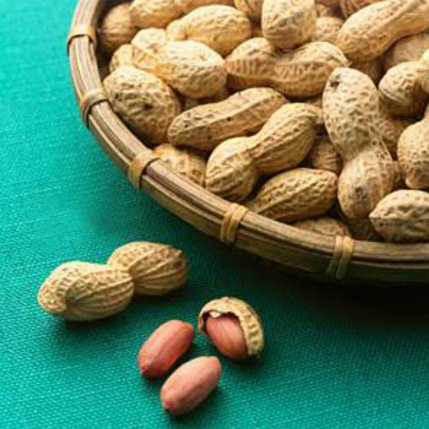 チバの落花生のトーク