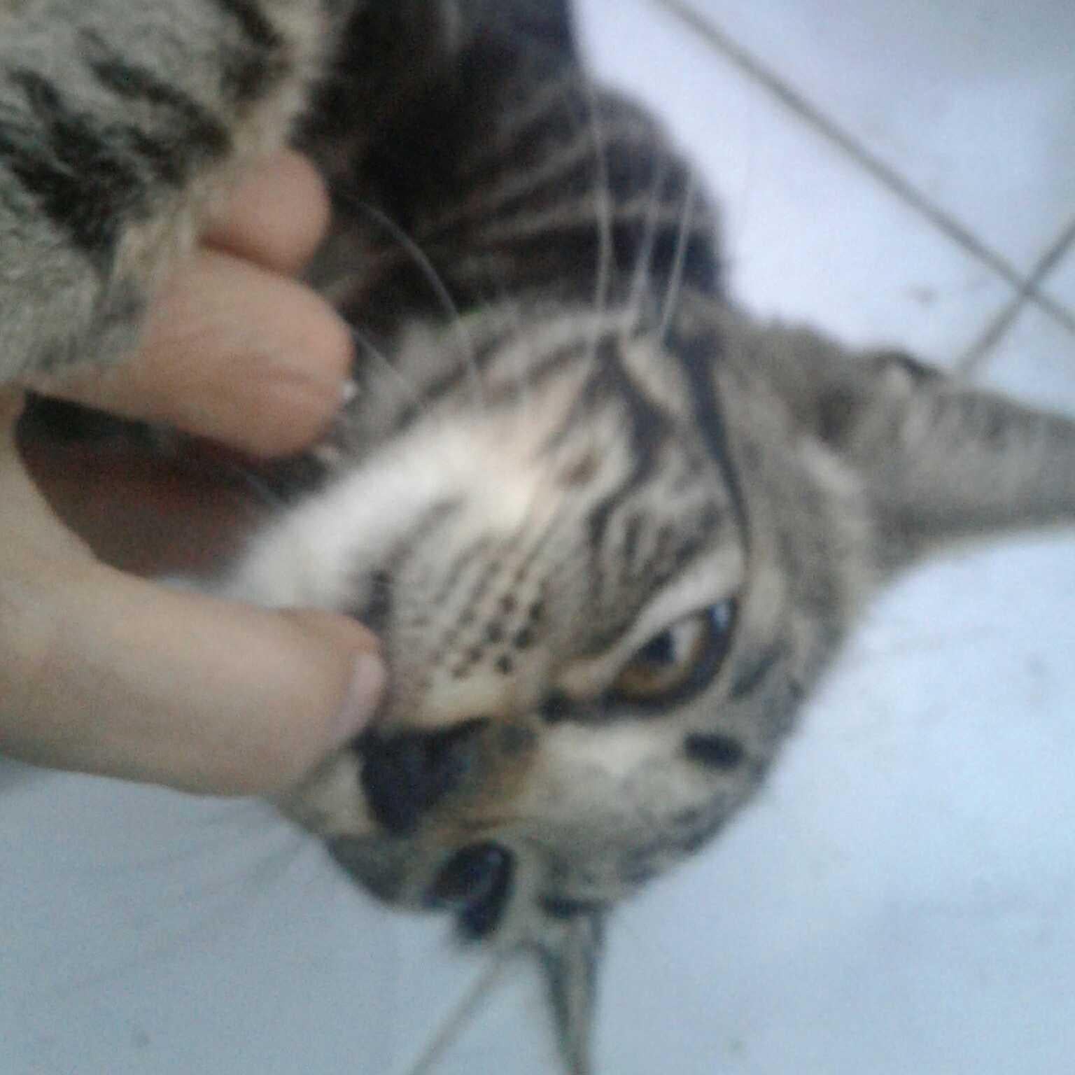 インドネシアのやつ