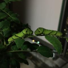 郷うり坊