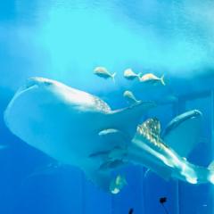 ウッシー🐟
