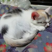 赤城 みゆき