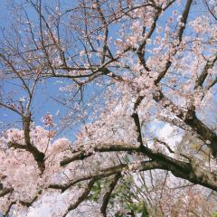 海遊館 春祭り🌸