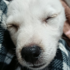 安藤ソラのトーク