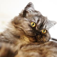 たくろのトーク