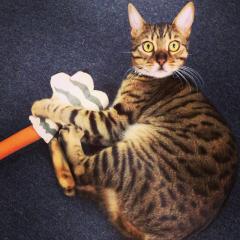 愛猫家のひとりごと