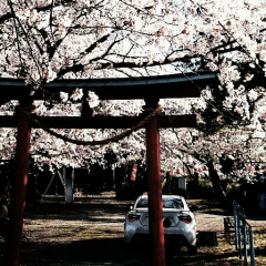 sakura_Life(高橋 秀雄)