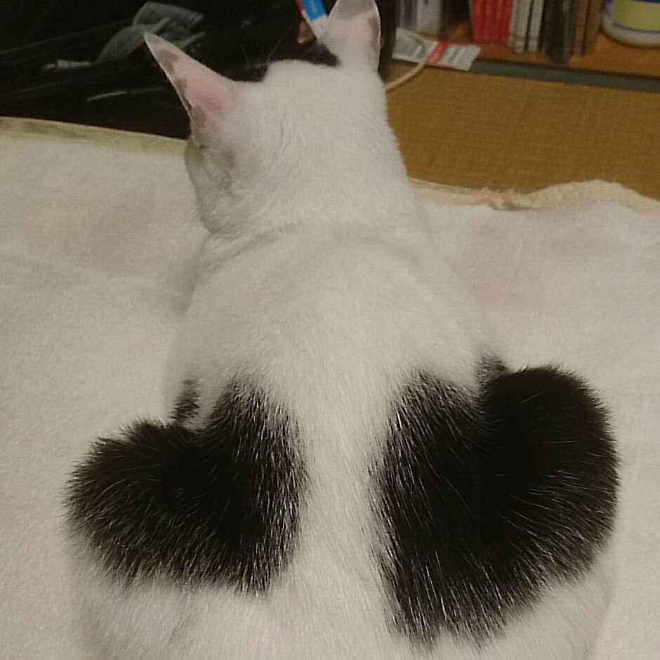 桃太郎@みよまるーちゃん推し