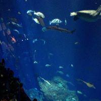 Mayu Suzukiのトーク