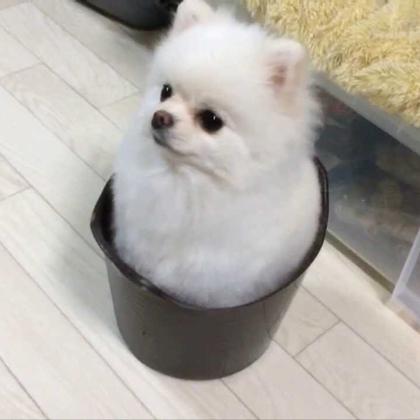 せーや