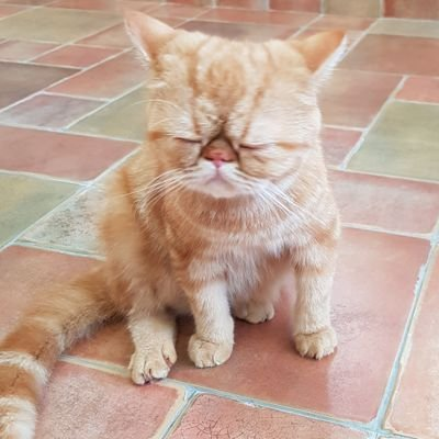 しろにゃん