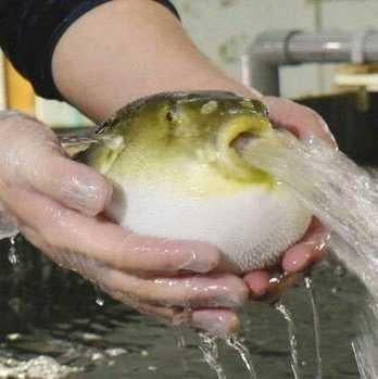 ワロタピーポー集まれ