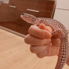 ふろうしょとくでいきたい。