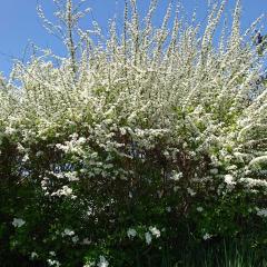 🌻ひなの寄り道散歩道写真諸々🌻
