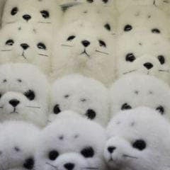 こゆたんのトーク