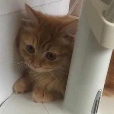 ちゃんまん🐭🐰