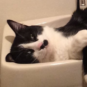 まっちゃん@🐈⚡🎶🍜🍭のトーク