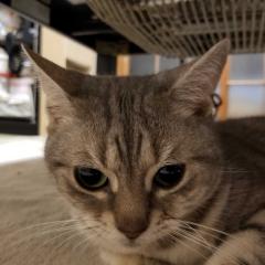ひで