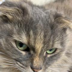 にゃにゃにゃる(オス4才😸)