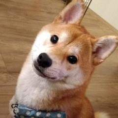 あさかわまほ