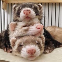 ふくまるのトーク