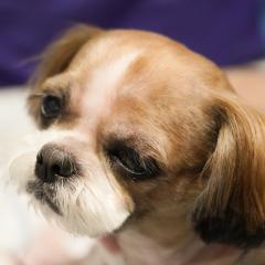 韓国のアンちゃん