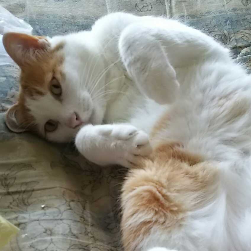 女ヲタみいちゃん