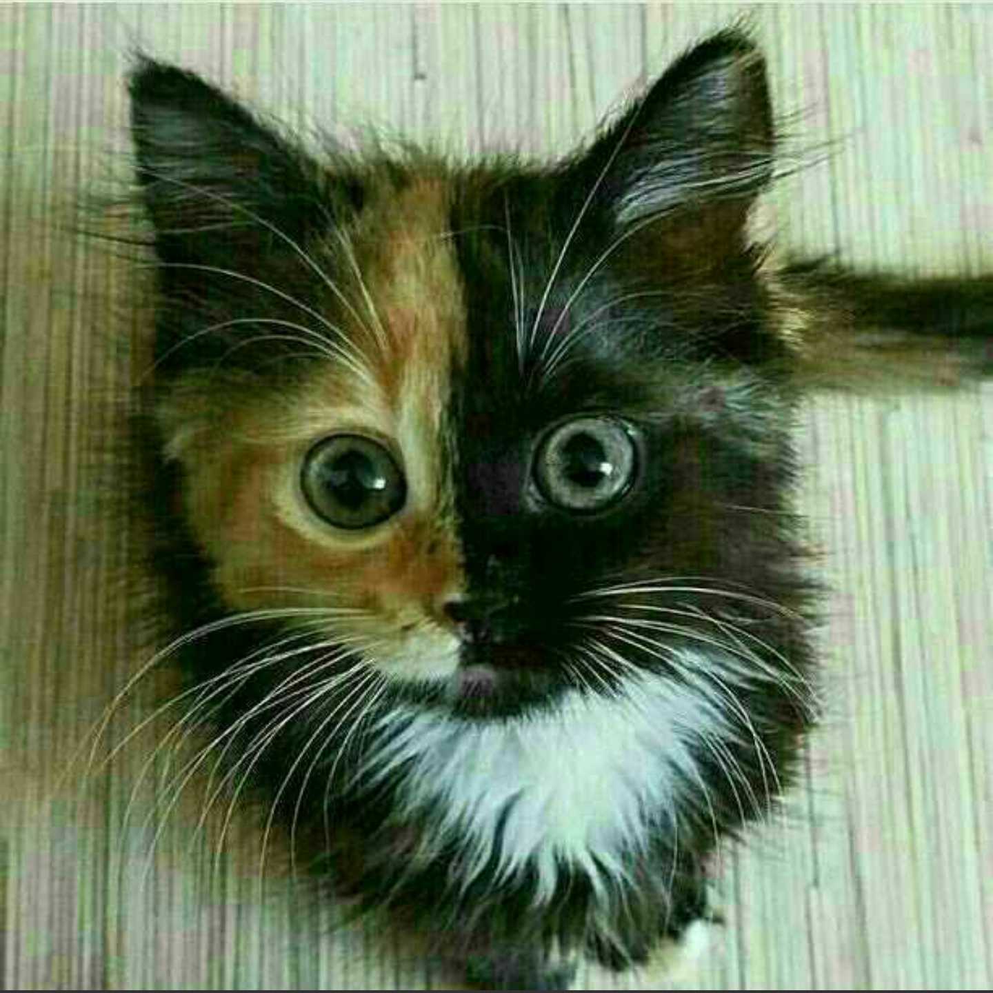 隆二多田のトーク